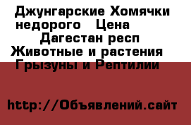  Джунгарские Хомячки недорого › Цена ­ 150 - Дагестан респ. Животные и растения » Грызуны и Рептилии   